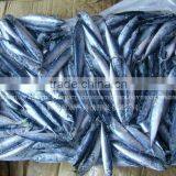 Atlantic Mackerel for Sale thumbnail-1