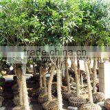 Osmanthus Fragrans Flower Landscaping Trees thumbnail-1