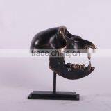 Macaque Skull on Base thumbnail-1