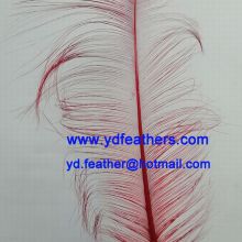 Burnt Ostrich Feather Plume Dyed Red from China