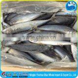 Pacific Seafood Frozen Mackerel 200-300g Fish