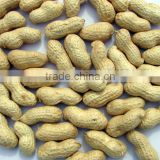2014 new crop Peanuts in shell 30kg/bag for sale from shandong