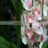 High Quality Beautiful White Orchid Flower Fresh Cut Orchid Flowers