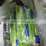 Celery thumbnail-1