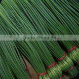 Fresh Garlic Sprouts