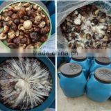 Canned Mushroom Canned Champignon in Brine