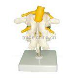 Human Body Anatomy Spine Model Lumbar Vertebra thumbnail-5
