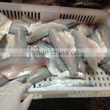 Frozen Seabass Fillets 5-7oz,7-9oz Lateolabrax Japinicus for Middle East Market thumbnail-1