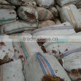 Eucheuma Spinosum thumbnail-5