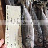 2016 Landing Sea Frozen Horse Mackerel 20cm+ thumbnail-1