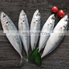 Frozen Small Eye Horse Mackerel Decapterus Maruadsi Round Scad thumbnail-3
