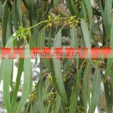 100%Pure Pure Eucalyptus Oil