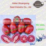 Quality Processing Tomato Seed for Greenhouse