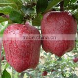 chinese huaniu apple export to India