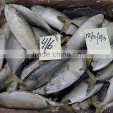 FROZEN LOLIGO SQUID WHOLE thumbnail-5