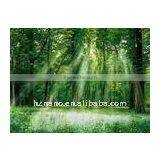 Anion Coating Additive