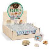 Fossils in Magnifying Box, 12 Asstd. 72pcs per Display