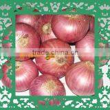 Fresh Onion Crop - Excellent Red Mesh Bag Packing