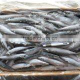 Good Quality Best Price Pacific Mackerel on Sale Promotion thumbnail-1