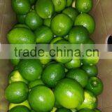 Seedless Lime thumbnail-2