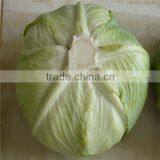 New Crop Flat Cabbage/round Cabbage for Sale thumbnail-5