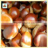 The Best Chinese Chestnuts Species--Fresh Chestnut for Sale