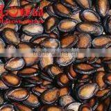 Common Type of Watermelon Seeds thumbnail-1