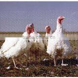 Design Layer Chicken Cages for Kenya Poultry Farm thumbnail-1