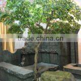Factory Price Hot Sale Fiberglass Small Banyan Tree Artificial Tree Sale thumbnail-1