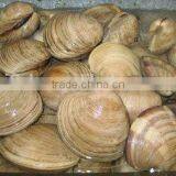 Cherry Stone thumbnail-4