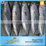 Whole Frozen Frigate Tuna thumbnail-4