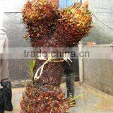 Cycas Revoluta Multi-heads for Sell thumbnail-2