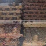 Laboon Cane thumbnail-1