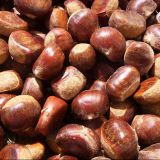 Best Price Imported Fresh Chestnuts New Work Fresh Delicious Chestnut Price