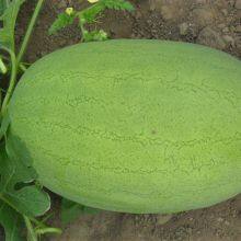 SHUANGXING f1 Big Hybrid Watermelon Seeds Outdoor Grown thumbnail-1