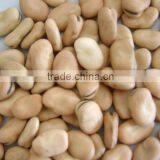 dry Broad beans/fava beans