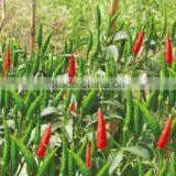 DRIED CHILLI POWDER FROM VIET NAM thumbnail-5