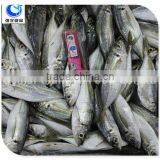 Wholesale Fishing Frozen Yellow Tail Horse Mackerel Fish