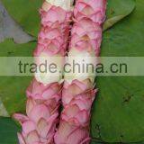 Good Quality Of Beauty Fresh Flower Lotus Garland