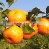 Citrus Fruit Product Type Fresh Oranges Chinese Orange Price thumbnail-2