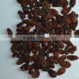 Red Raisin Brown Raisin thumbnail-1