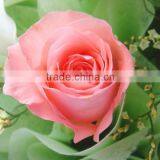 Fresh Cut Rose Flower thumbnail-2