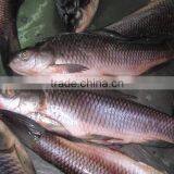 Rohu, Koi thumbnail-1