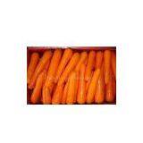 Sell Fresh Carrot thumbnail-1