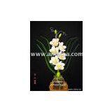 Cymbidium Orchid thumbnail-1