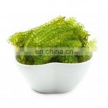 Sea Grapes High Quality Origin Vietnam/Dehydrated Sea Grapes thumbnail-2