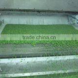 New Crop 2015 Frozen Green Peas thumbnail-2