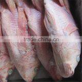 Eviscere et Mis a L'echelle de Poissons Tilapia Rouge a Vendre thumbnail-1