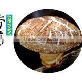Dried Shitake Mushroom for Importer thumbnail-2