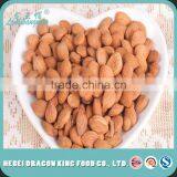 Bitter Apricot Kernel for Medicine/Snack Killer of Cancer thumbnail-4